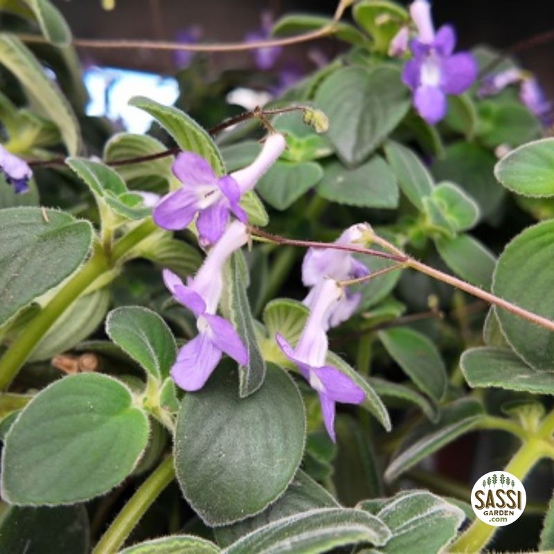 Streptocarpus Saxorum, Primula del Capo - vaso Ø13 cm