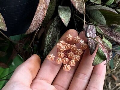 Hoya sigillatis - basket Ø17 cm