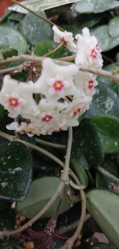Hoya Mathilde, Fiore di Cera (incrocio fra Hoya serpens e Hoya carnosa spp) - vaso Ø14 cm