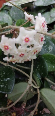 Hoya Mathilde, Fiore di Cera (incrocio fra Hoya serpens e Hoya carnosa spp) - vaso Ø14 cm