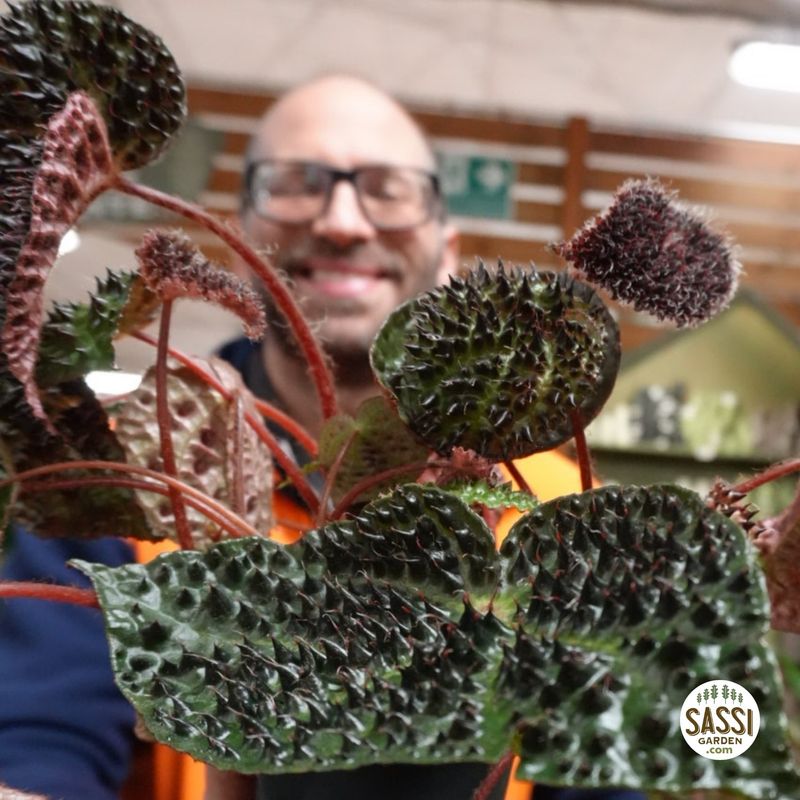 Begonia Masoniana Ferox - vaso Ø12 cm, h 25-30 cm
