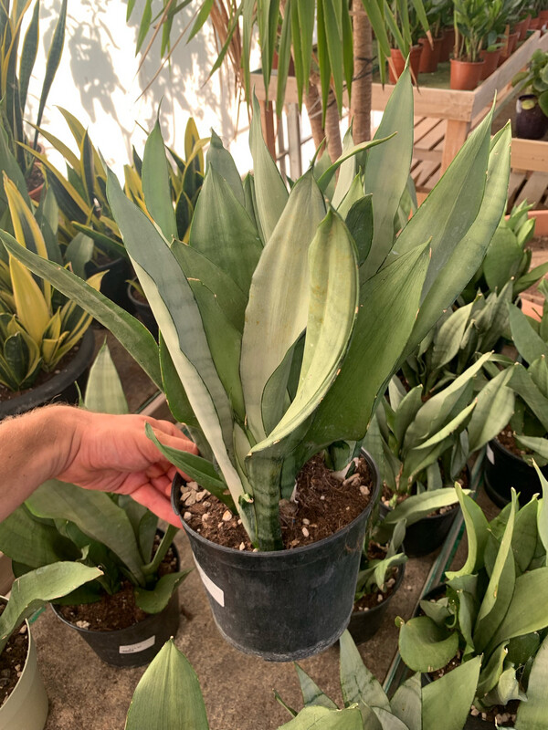 Sansevieria trifasciata 'Moonshine', Sanseveria - vaso Ø17 cm