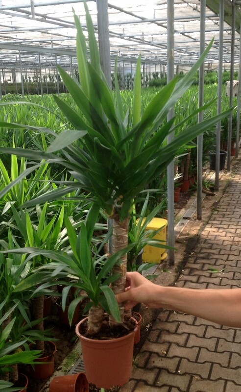 Yucca Elephantipes - Tronchetto della felicità- vaso 17 2 tronco 45/20 OFFERTA