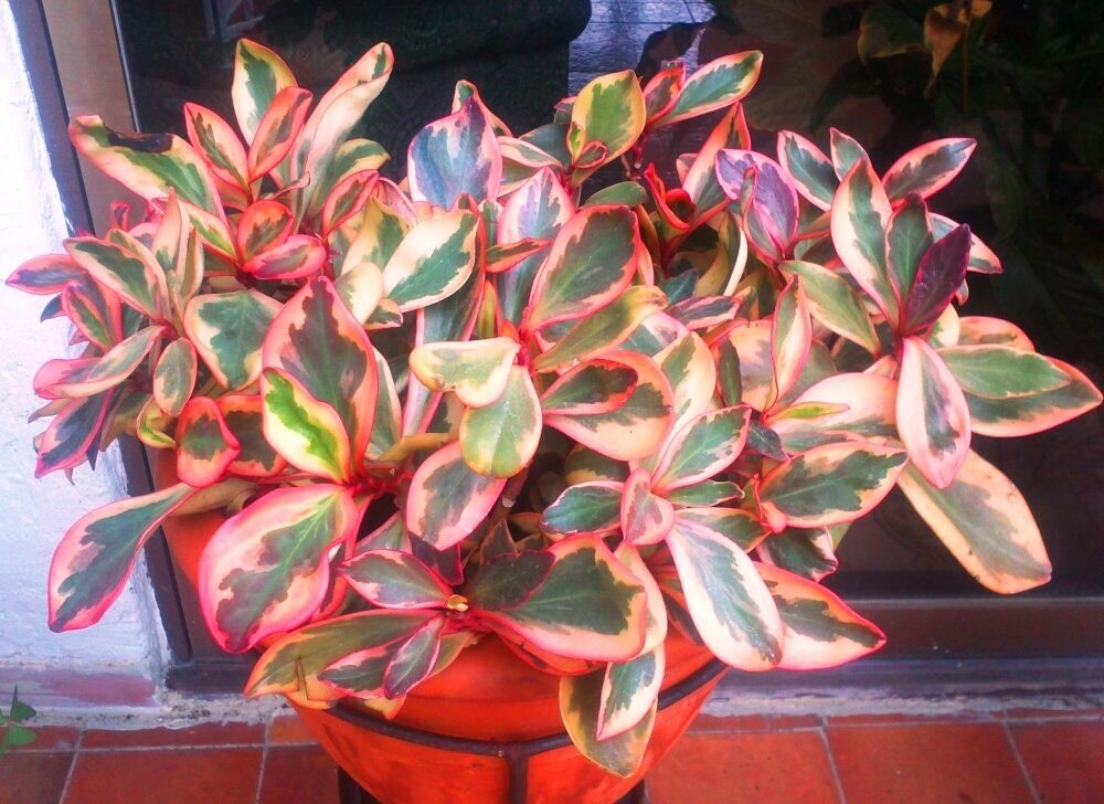 Peperomia clusiifolia 'Jelly' - vaso Ø12 cm Peperomia clusiifolia 'Jelly' - vaso Ø12 cm
