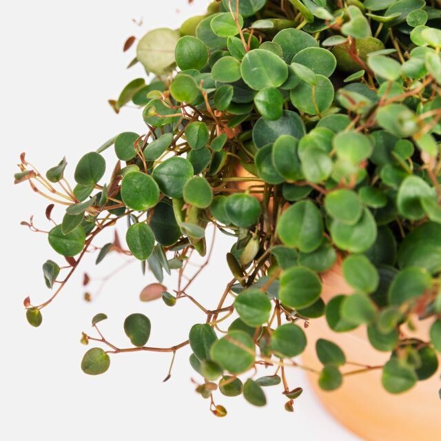 Peperomia 'Pepperspot' - vaso Ø15 cm