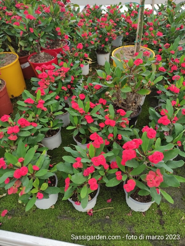 Euphorbia milii, Spina Christi, Spina di Cristo rossa - vaso Ø13 cm