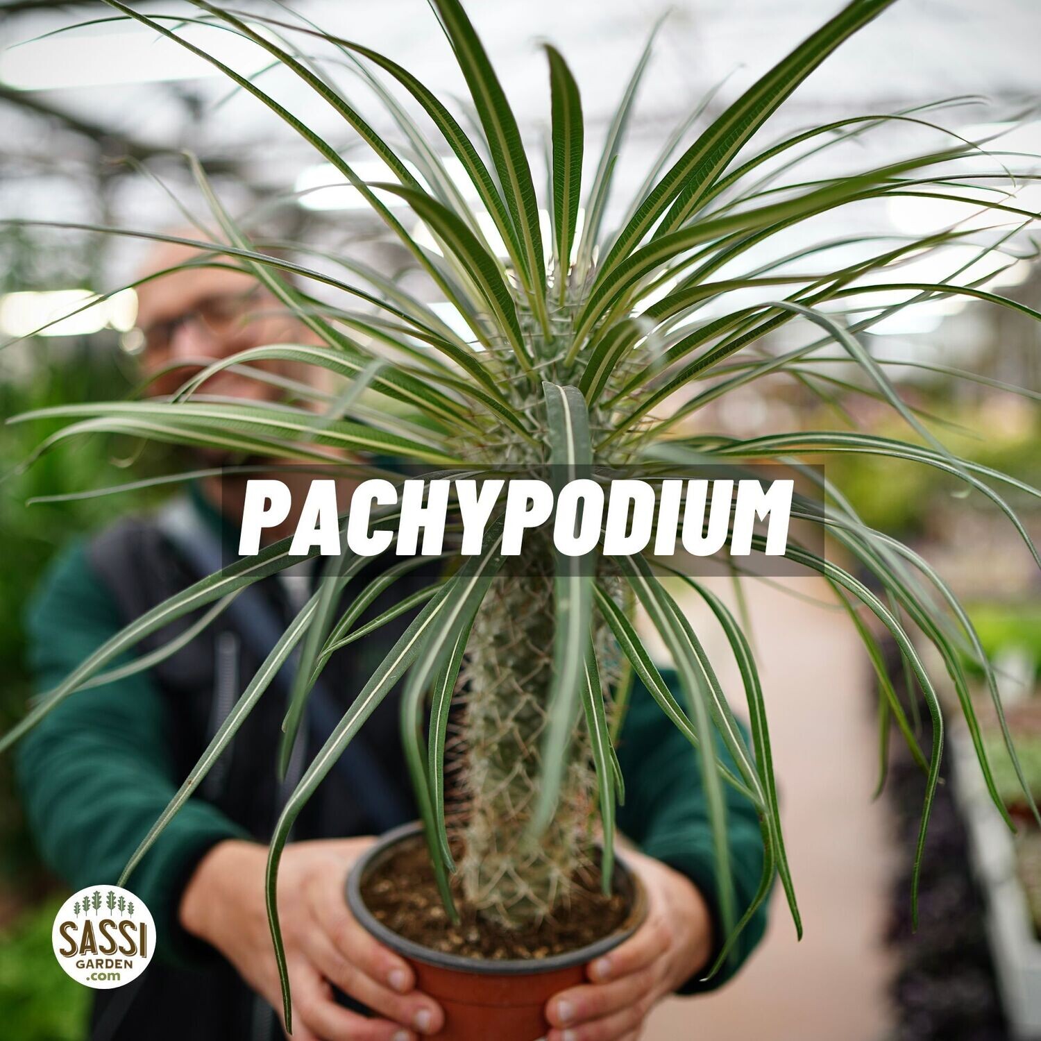 Pachypodium geayi, palma del Madagascar argentata - vaso Ø17 cm Pachypodium geayi, palma del Madagascar argentata - vaso Ø17 cm