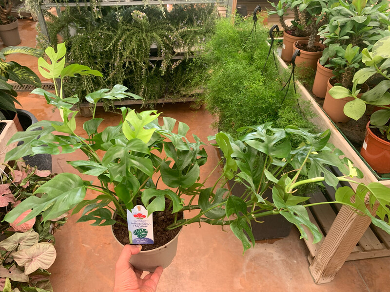 Monstera minima, Rhaphidophora tetrasperma - vaso Ø15 cm