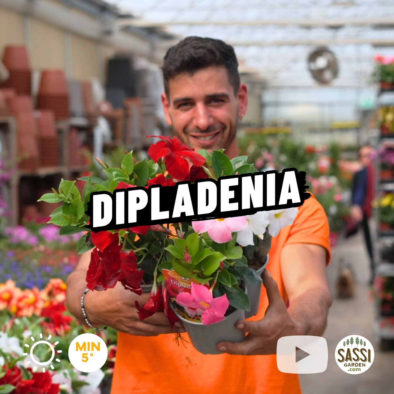Dipladenia, Mandevilla sanderi - vaso Ø14 cm Dipladenia, Mandevilla sanderi - vaso Ø14 cm