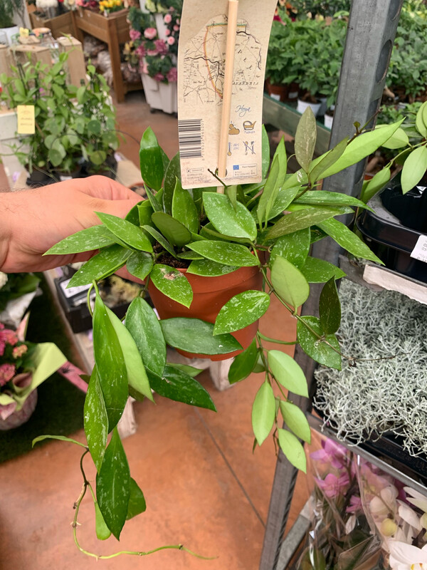 Hoya gracilis, Fiore di Cera - vaso Ø12 cm