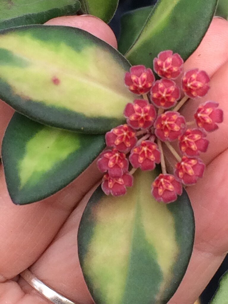 Hoya Burtoniae variegata ds70 - vaso Ø14 cm Hoya Burtoniae variegata ds70 - vaso Ø14 cm
