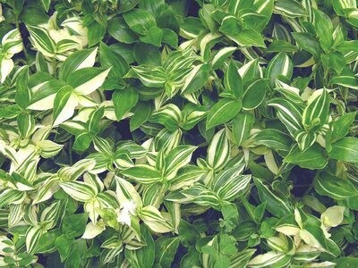 Tradescantia Fluminensis, Tradescantia albiflora 'Albovittata', Erba miseria, Tradescanzia - vaso Ø12 cm