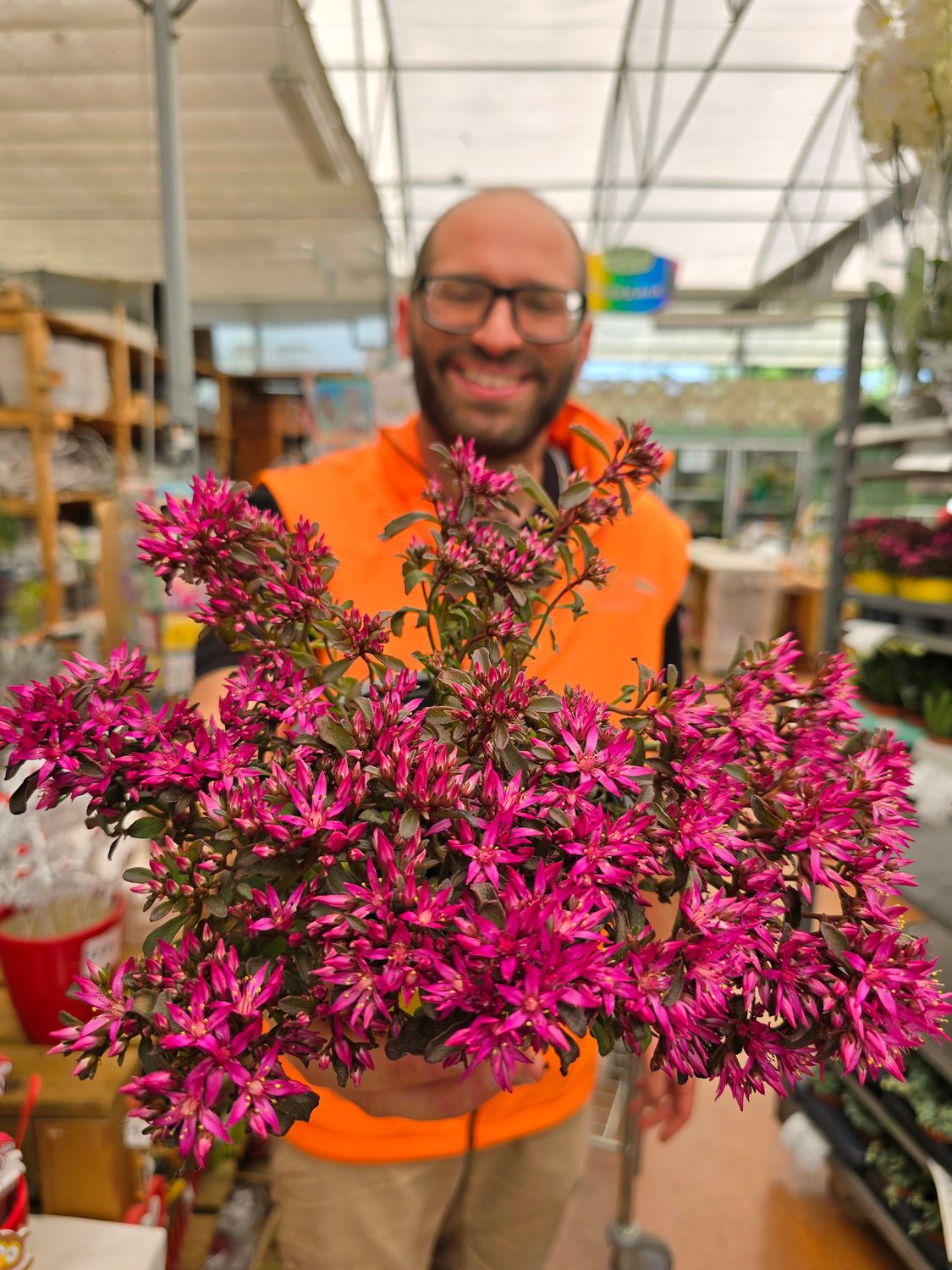 Sedum spurium 'On deep Rose' - vaso Ø12 cm