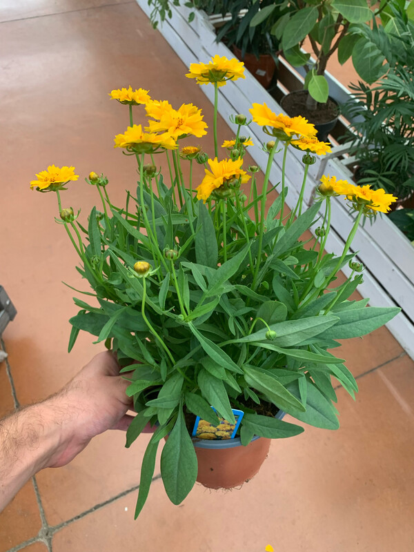 Coreopsis grandiflora " Pr esto " - vaso Ø17
