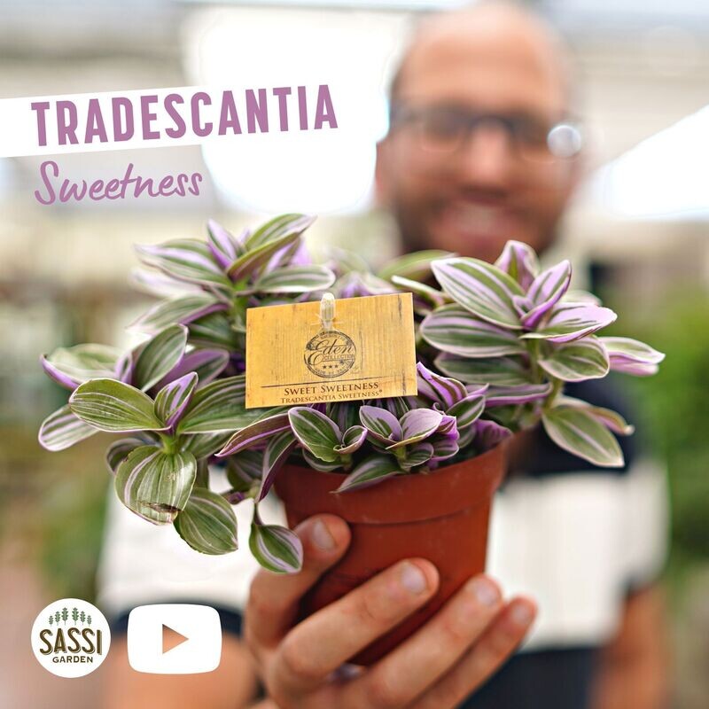Tradescantia Cerinthoides Sweetness, Erba miseria, Tradescanzia - vaso Ø5,5 cm Tradescantia Cerinthoides Sweetness, Erba miseria, Tradescanzia - vaso Ø5,5 cm