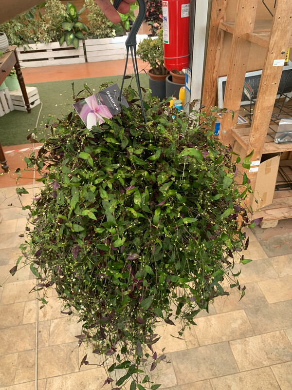Tradescantia Multiflora, Erba Miseria, Tradescanzia - basket Ø17 cm
