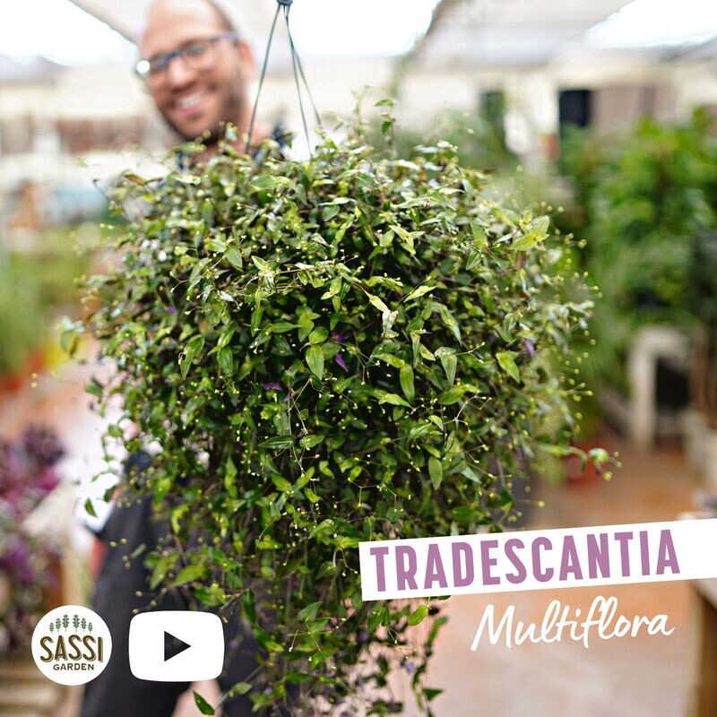 Tradescantia Multiflora, Erba Miseria, Tradescanzia - basket Ø17 cm Tradescantia Multiflora, Erba Miseria, Tradescanzia - basket Ø17 cm