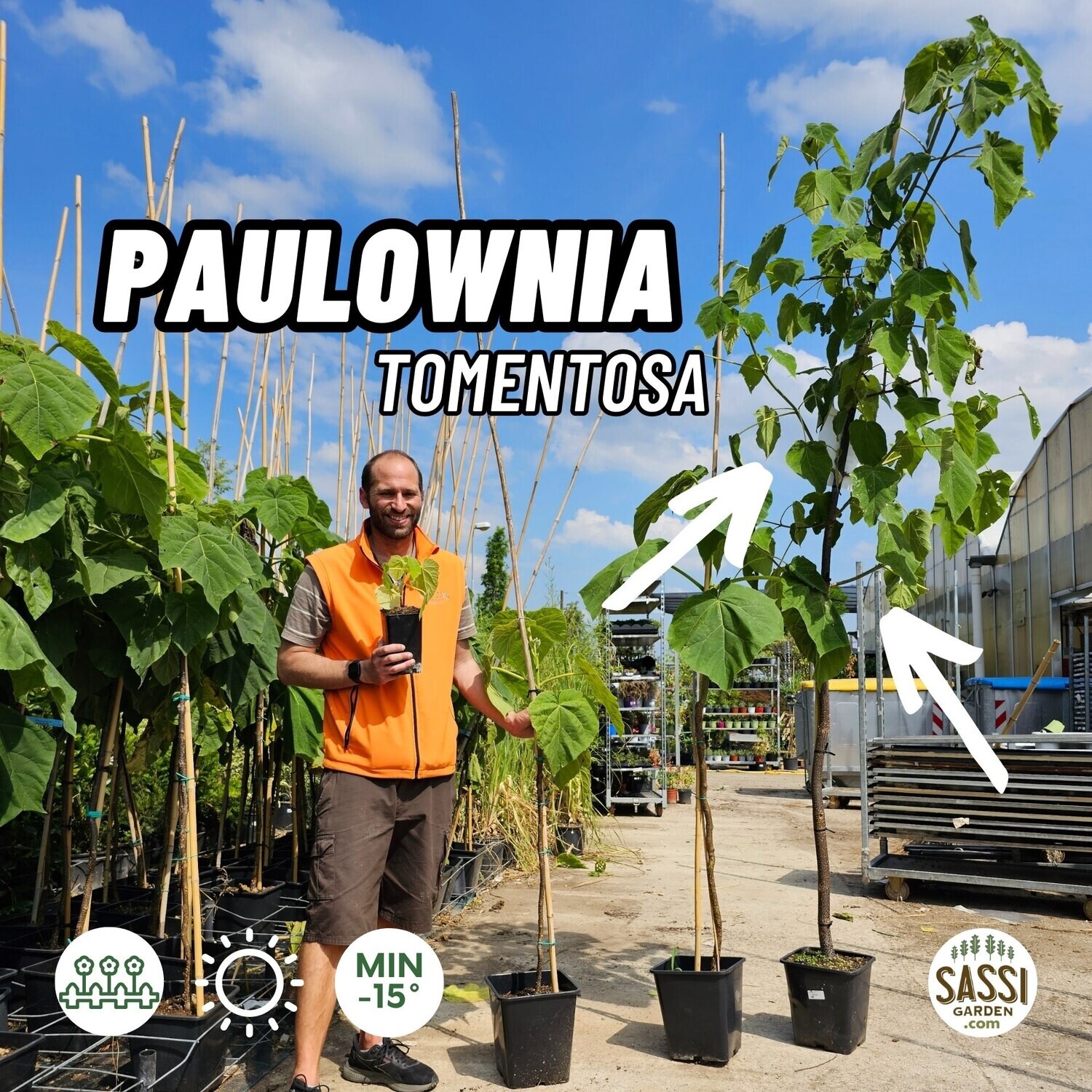 Albero di Paulownia Tomentosa LIGNIFICATA, Pawlonia, Paulonia, Albero dei fazzoletti, Albero imperiale - vaso Ø25 cm, h 210/230 cm Albero di Paulownia Tomentosa LIGNIFICATA, Pawlonia, Paulonia, Albero dei fazzoletti, Albero imperiale - vaso Ø25 cm, h 210/230 cm