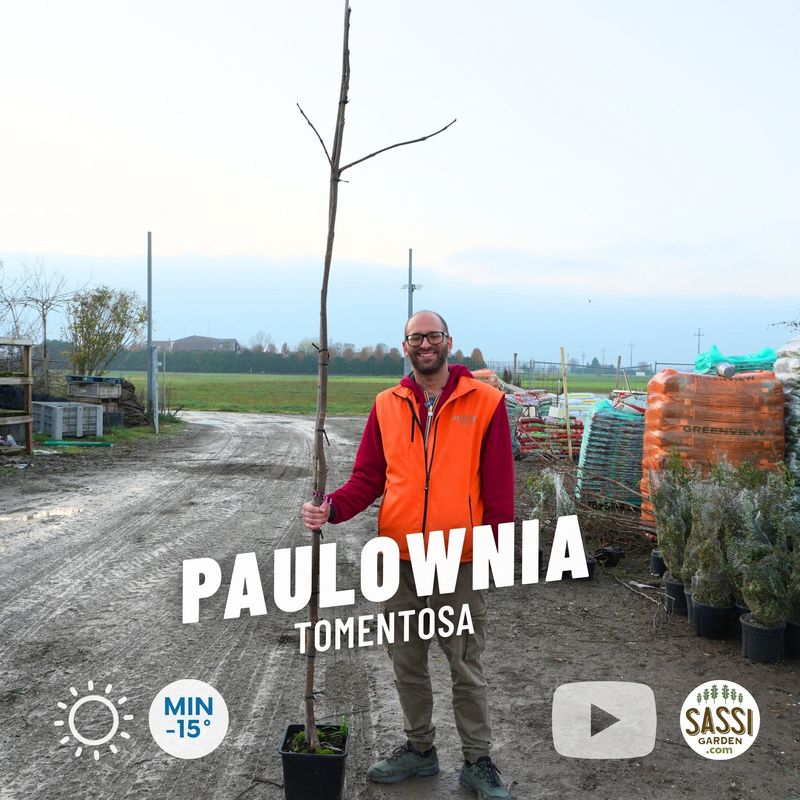 Albero di Paulownia Tomentosa LIGNIFICATA, Pawlonia, Paulonia, Albero dei fazzoletti, Albero imperiale - vaso Ø25 cm, h 210/230 cm Albero di Paulownia Tomentosa LIGNIFICATA, Pawlonia, Paulonia, Albero dei fazzoletti, Albero imperiale - vaso Ø25 cm, h 210/230 cm
