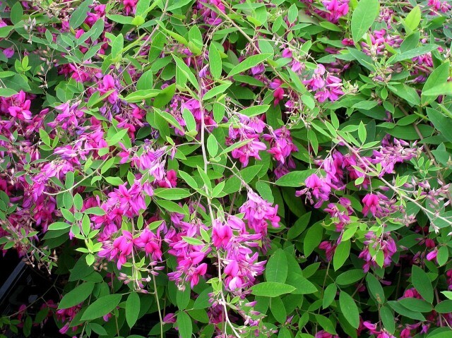 Lespedeza thunbergii vaso 18 scd Lespedeza thunbergii vaso 18 scd