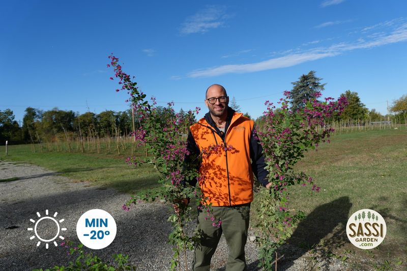 Lespedeza thunbergii 'Little Volcano' - Foto di Ottobre 2026