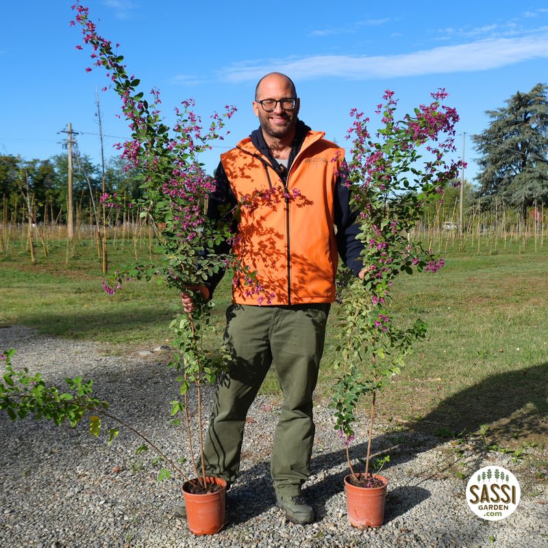 Lespedeza thunbergii 'Little Volcano' (sin. L. liukiuensis), trifoglio arbustivo giapponese - vaso Ø18 cm