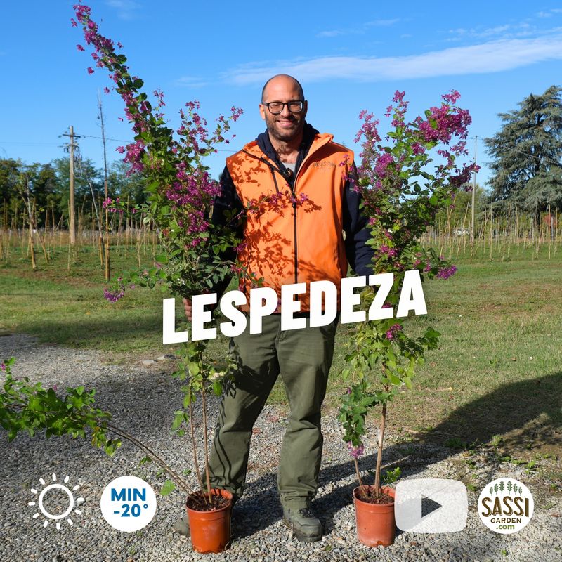 Lespedeza thunbergii 'Little Volcano' (sin. L. liukiuensis), trifoglio arbustivo giapponese - vaso Ø18 cm