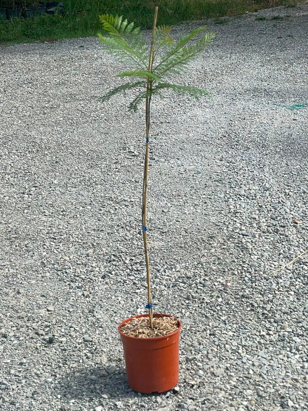 Jacaranda mimosifolia, Albero Glicine, Albero dei violini - vaso 2,5 litri, h 80 cm