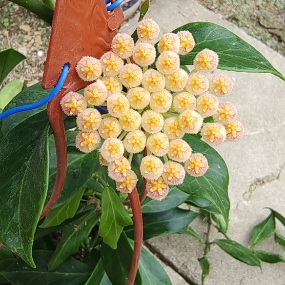 Hoya lacunosa var. Sunrise - vaso Ø14 cm Hoya lacunosa var. Sunrise - vaso Ø14 cm