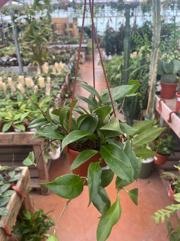Hoya lacunosa var. Sunrise - vaso Ø14 cm