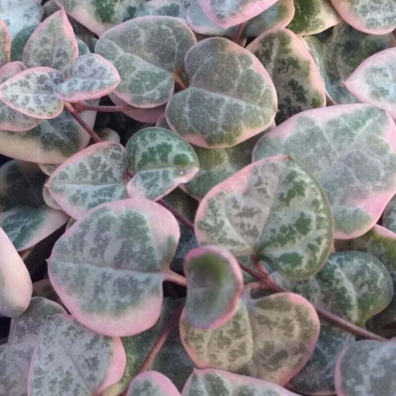 Ceropegia Woodii variegata Pink, Rosa, Collana di Cuori, String of Hearts, Collana d'Amore - vaso Ø14 cm