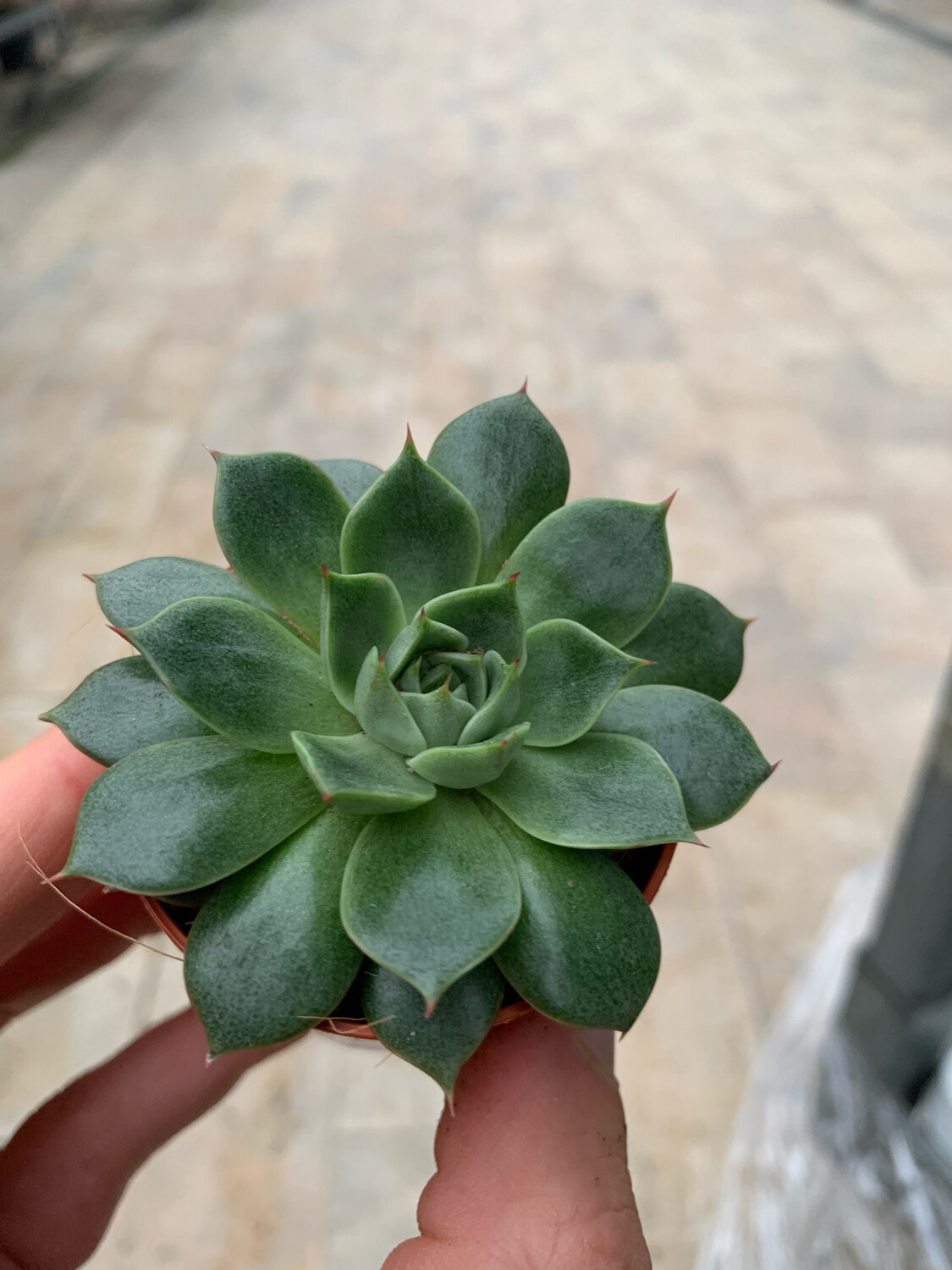Echeveria spp. 'Parva' - vaso Ø8 cm