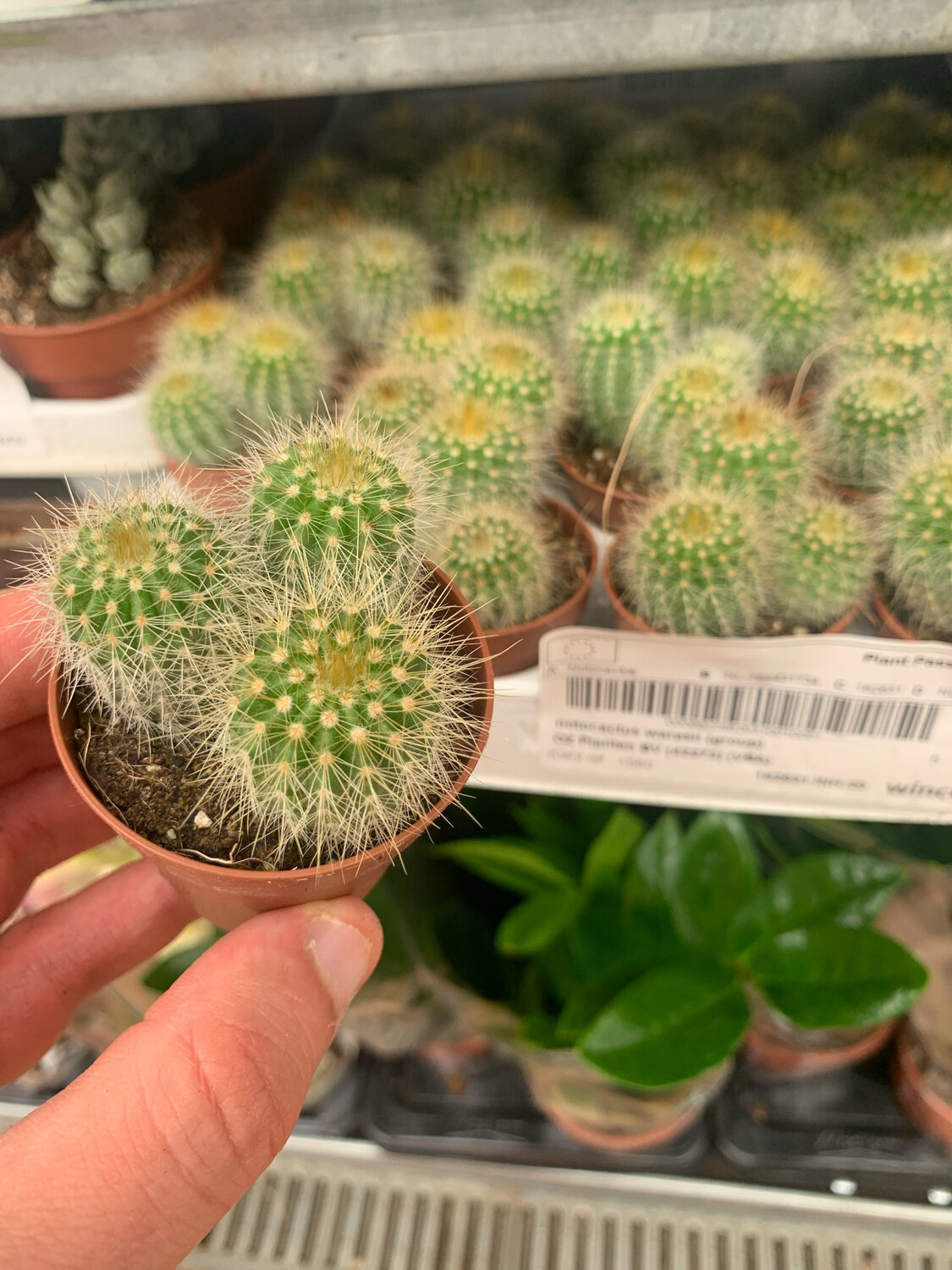 Notocactus Warassi - vaso Ø5 cm Notocactus Warassi - vaso Ø5 cm