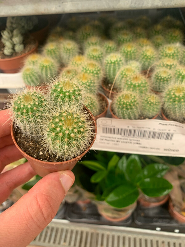 Notocactus Warassi - vaso Ø5 cm
