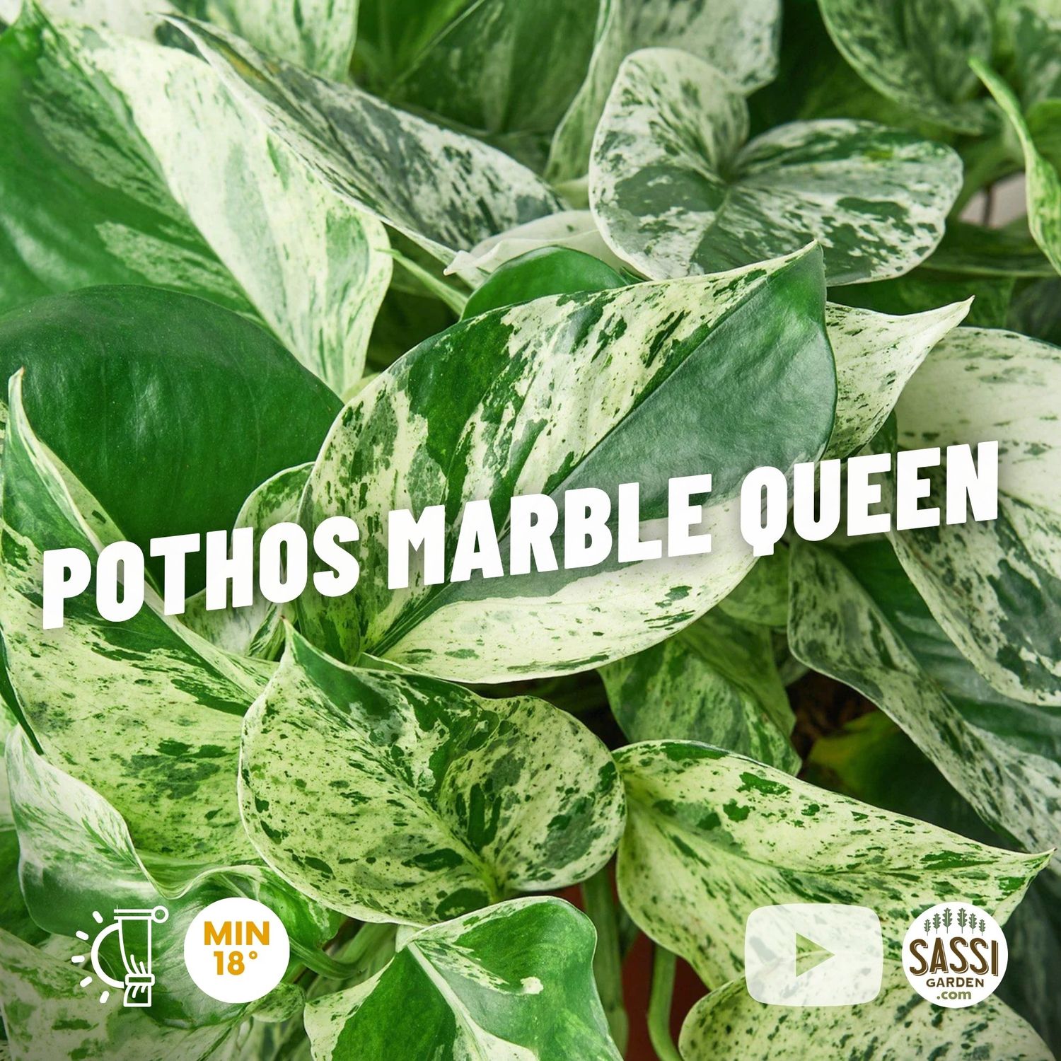 Epipremnum Aureum 'Marble Queen', Potus, Potos, Pothos, Photus - vaso Ø12 cm