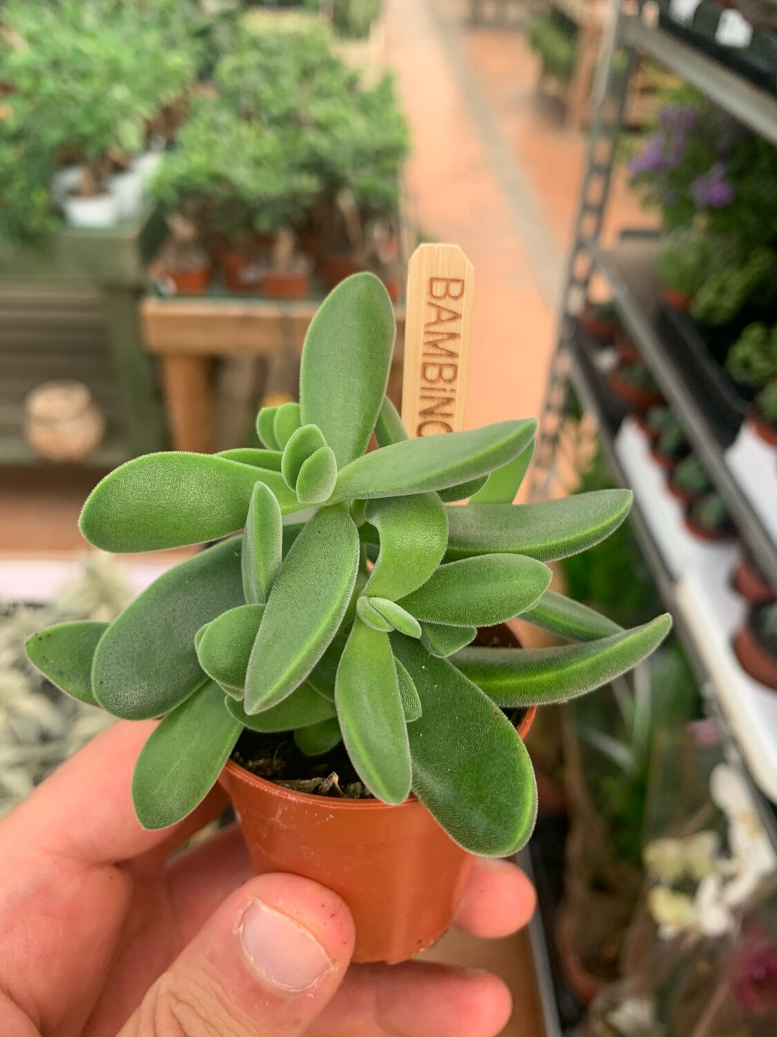 Crassula Stretto vaso - vaso Ø 5.5 cm