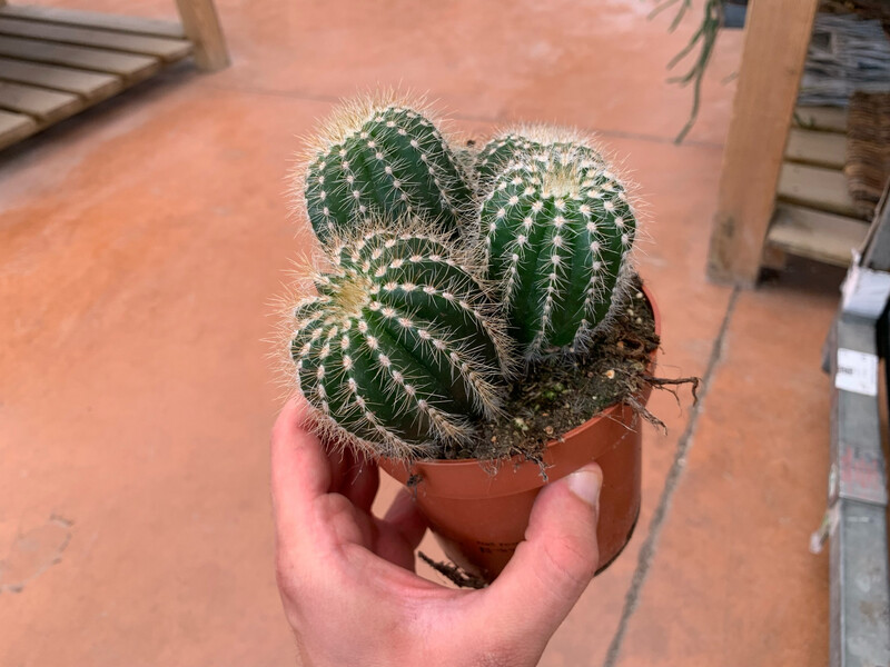Notocactus Warassi - vaso Ø12 cm Notocactus Warassi - vaso Ø12 cm