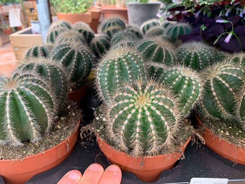 Notocactus Warassi - vaso Ø12 cm