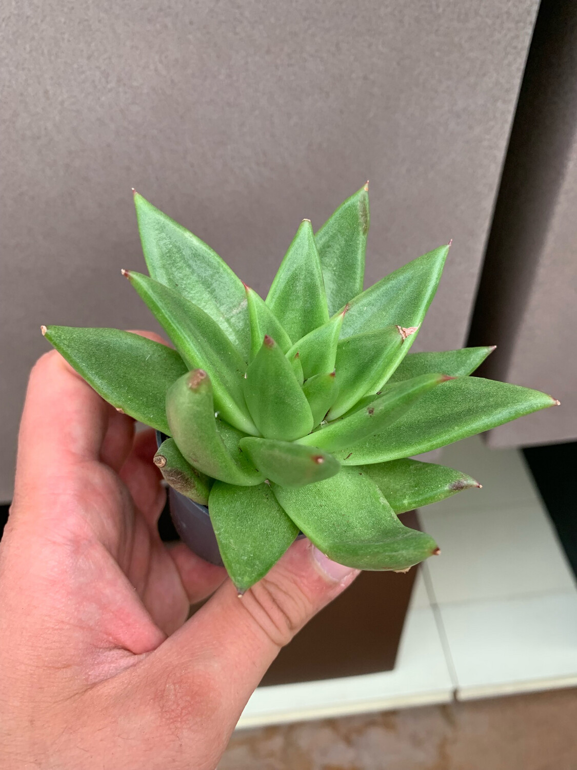 Echeveria spp. Pluto Galaxy - vaso Ø6 cm Echeveria spp. Pluto Galaxy - vaso Ø6 cm