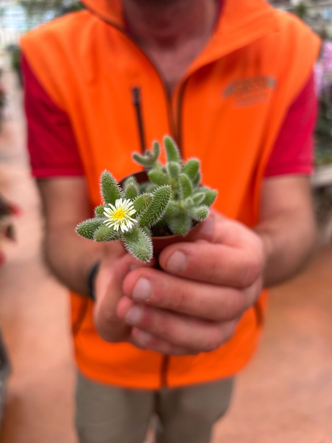 Delosperma Echinatum, Pianta dei cuscini di aghi - vaso Ø5,5 cm Delosperma Echinatum, Pianta dei cuscini di aghi - vaso Ø5,5 cm