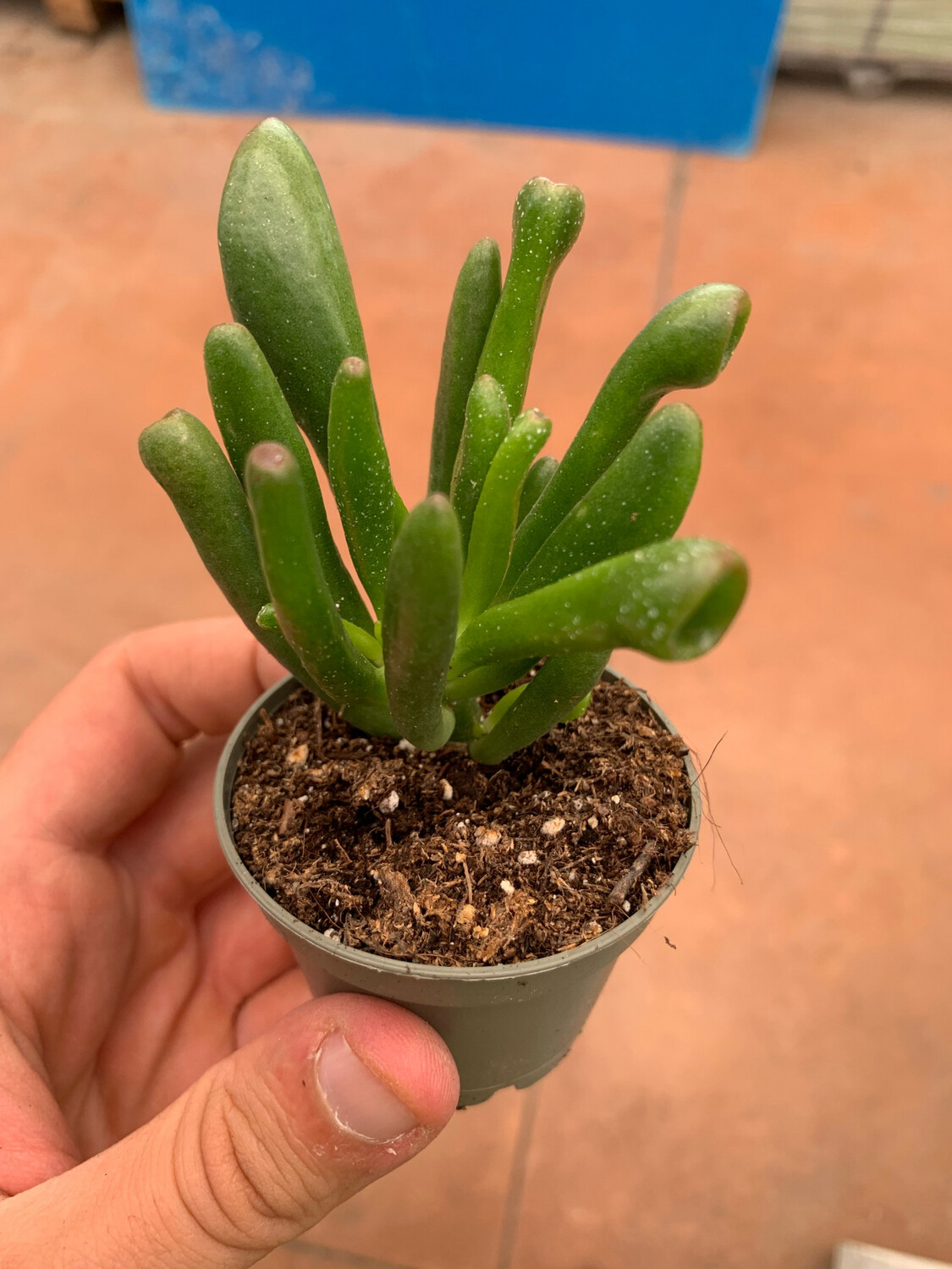 Crassula Ovata 'Horn Tree' - vaso Ø6 cm Crassula Ovata 'Horn Tree' - vaso Ø6 cm