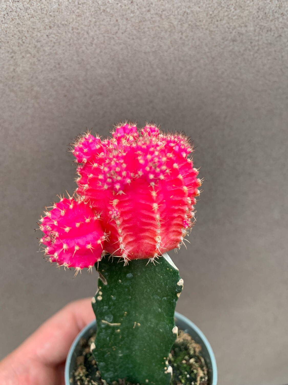 Gymnocalicium Innestato, colore Rosa - vaso Ø6 cm Gymnocalicium Innestato, colore Rosa - vaso Ø6 cm