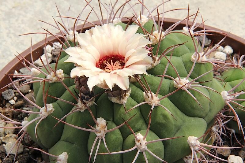 Gymnocalycium pfanzi, Cactus - vaso Ø5 cm Gymnocalycium pfanzi, Cactus - vaso Ø5 cm