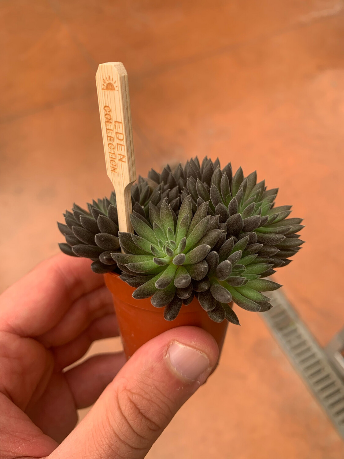 Sinocrassula Yunnanensis - vaso Ø5.5 cm Sinocrassula Yunnanensis - vaso Ø5.5 cm