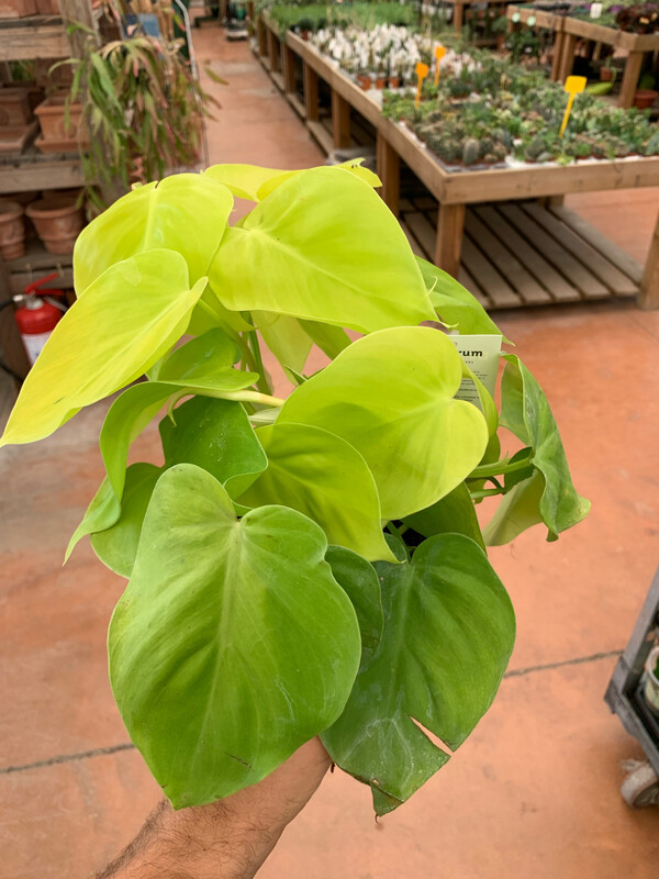 Philodendron Hederaceum 'Lemon Lime', Filodendro - vaso Ø12 cm