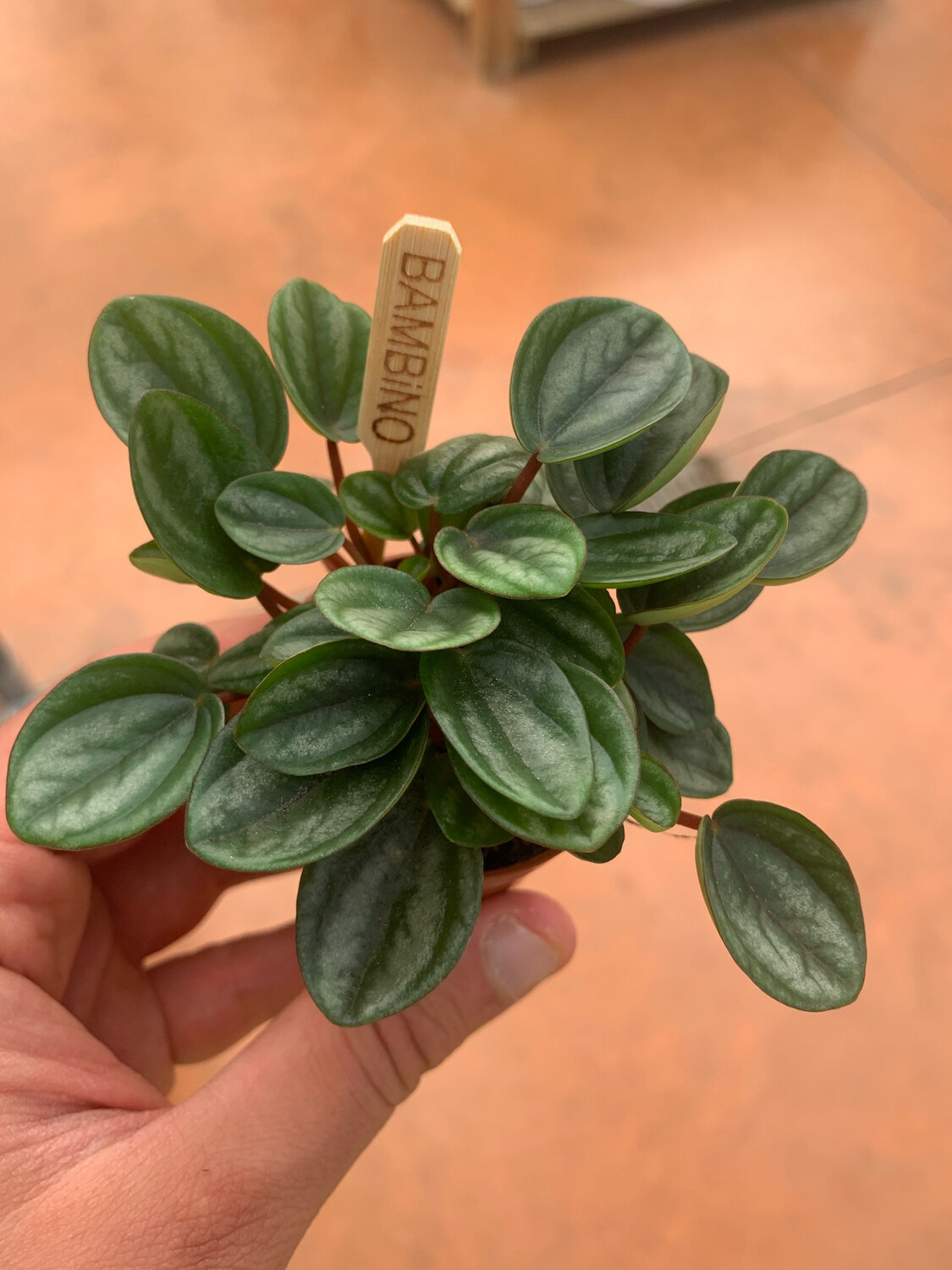 Peperomia ' Royal Princess ' - vaso Ø5.5 cm Peperomia ' Royal Princess ' - vaso Ø5.5 cm