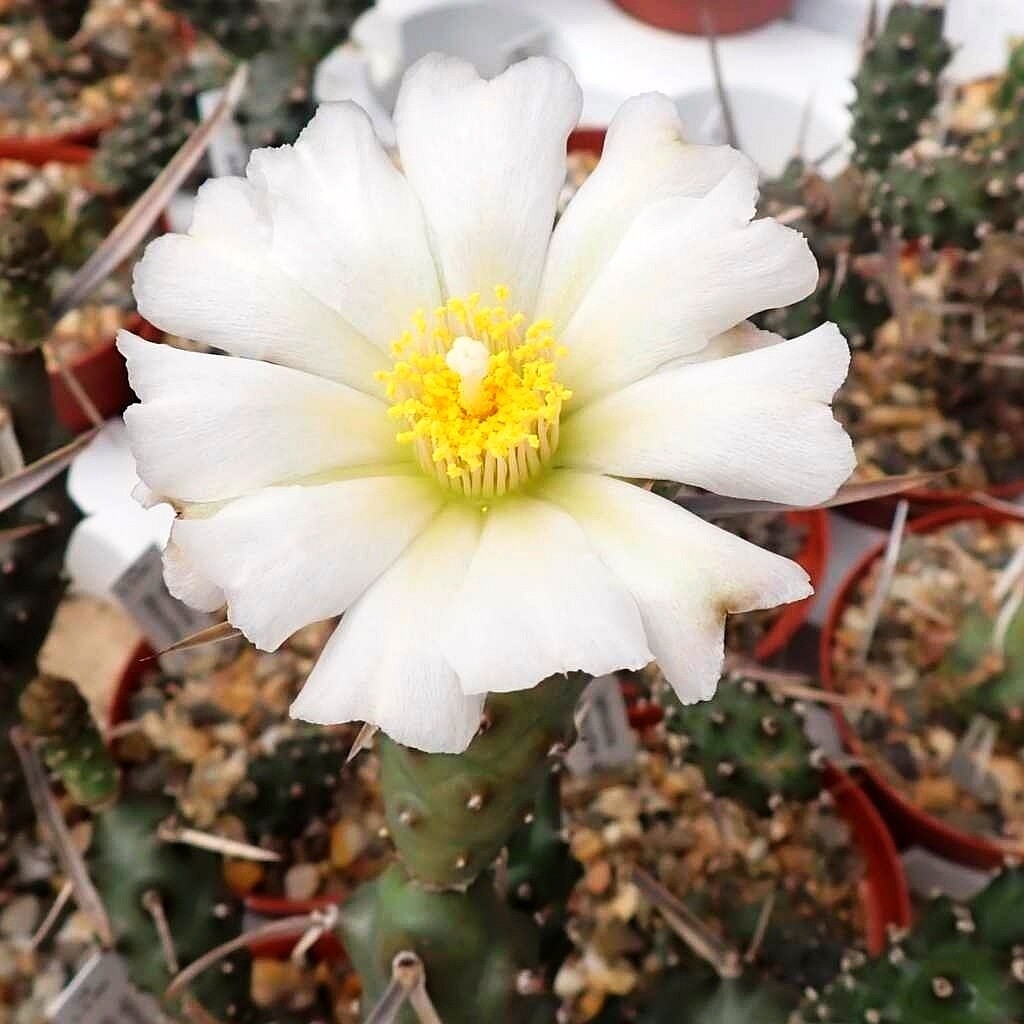 Tephrocactus Articulatus - vaso Ø10,5 cm Tephrocactus Articulatus - vaso Ø10,5 cm