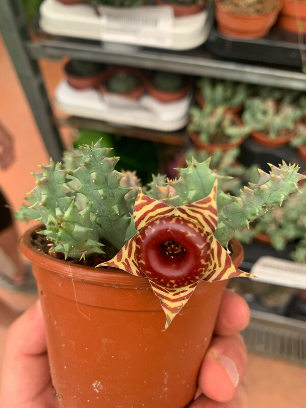 Stapelia Huernia Confusa - vaso Ø8 cm