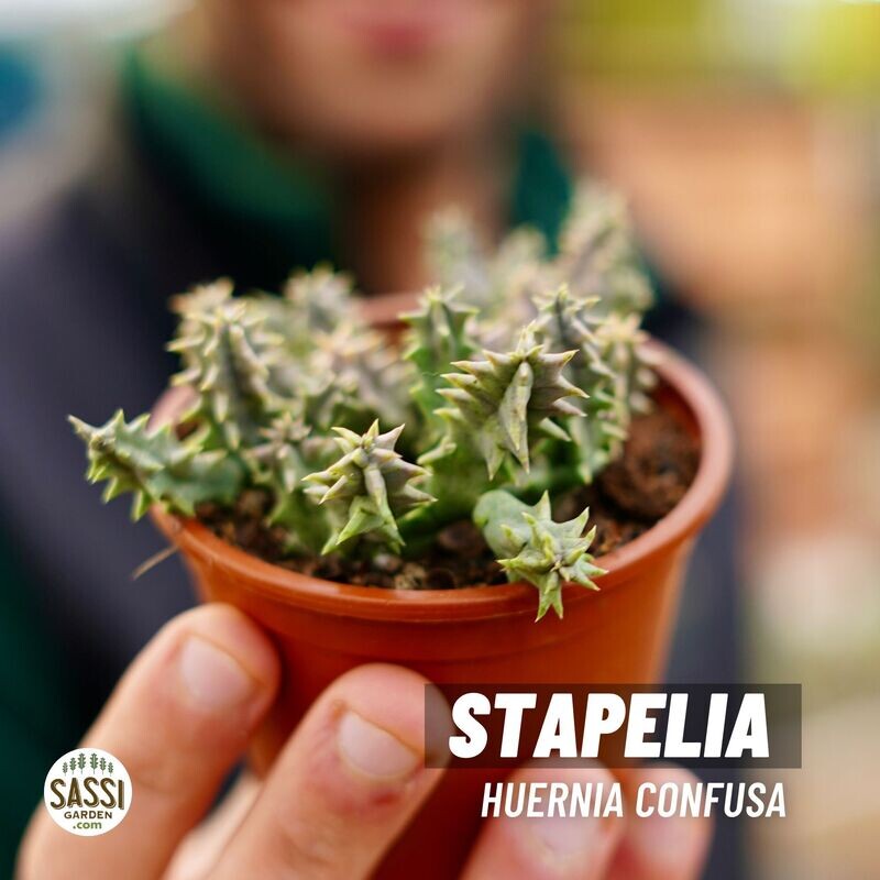 Stapelia Huernia Confusa - vaso Ø8 cm Stapelia Huernia Confusa - vaso Ø8 cm