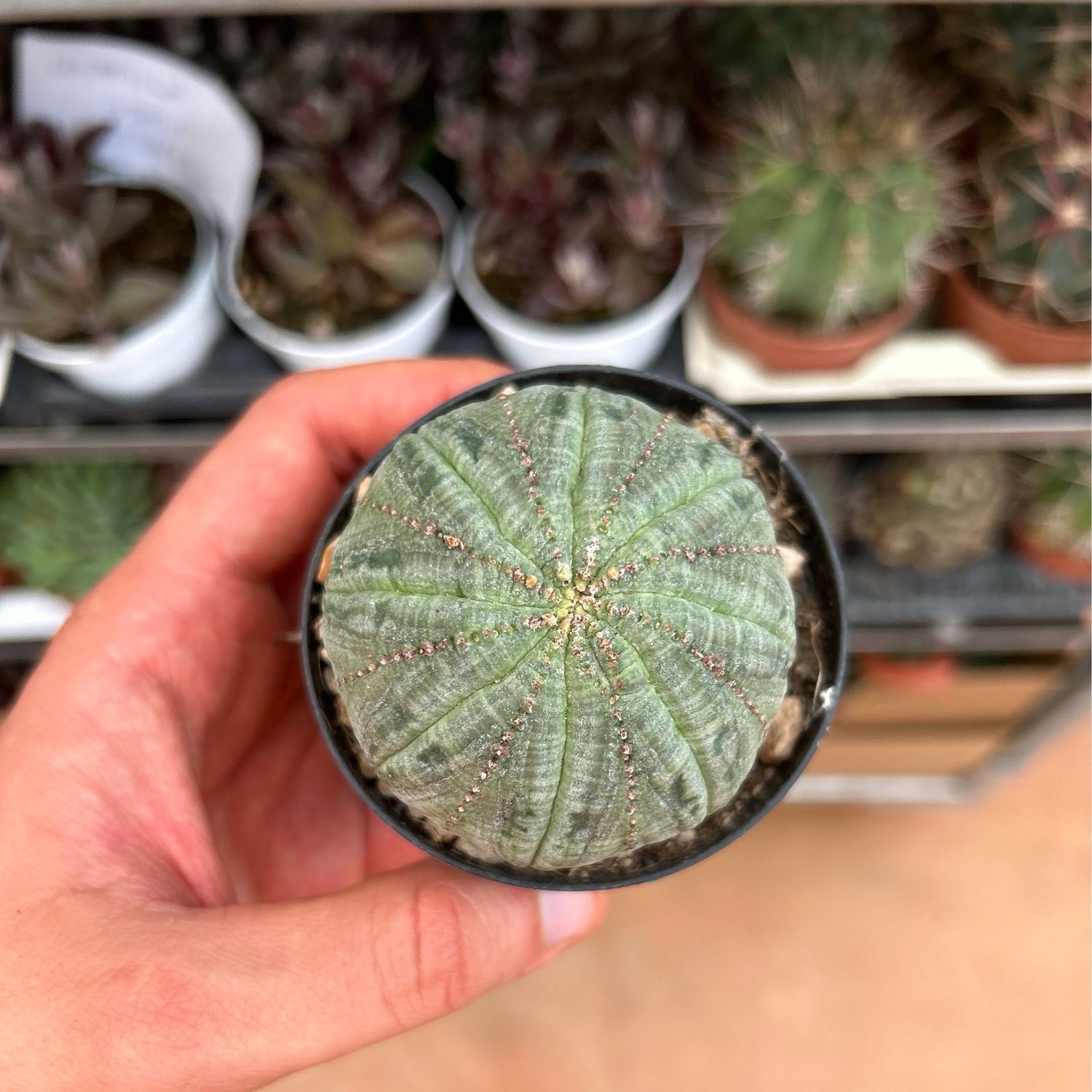 Euphorbia obesa - vaso Ø8 cm Euphorbia obesa - vaso Ø8 cm